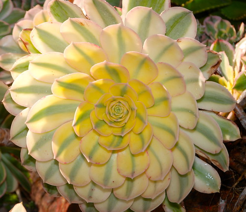 Aeonium 'Sunburst' by plantmanbuckner