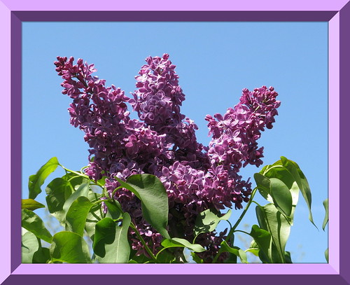 "Spring Lilacs"