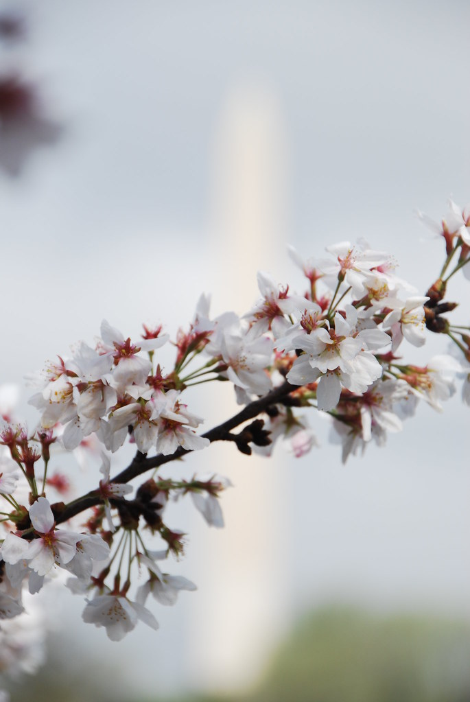 Cherry Blossom 2012