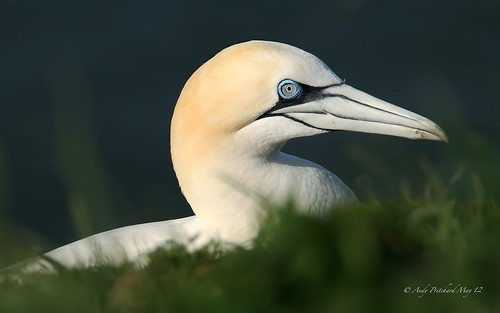 Gannet in the evening Sun by Andy Pritchard - Barrowford