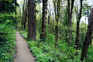 Inside Washington Park - Portland, Oregon