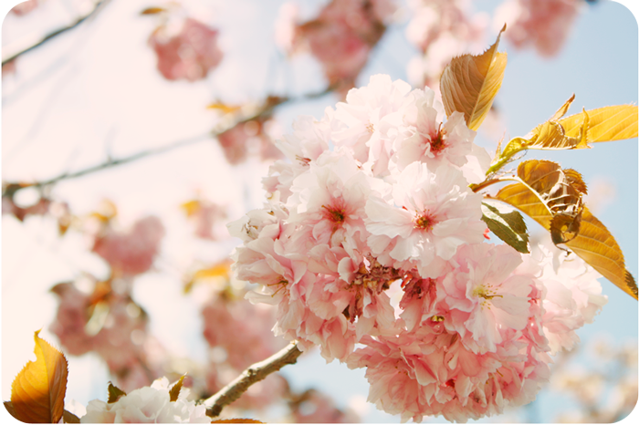 {pink} cherry blossoms