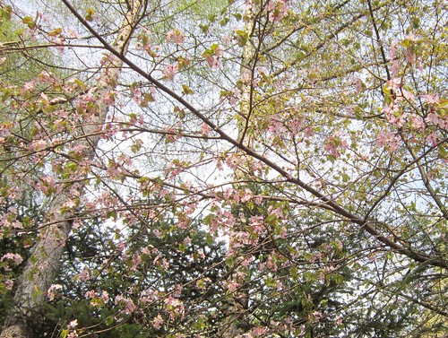 近所の山桜　2012年5月14日 by Poran111
