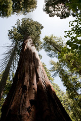 Calaveras Big Trees 2012