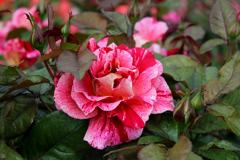 Rose 'Rachel Louise Moran', (Jackson & Perkins Co., 2010), Large Flowered / Hybrid Tea Spiral Bud Form — Чайно-гибридная роза 'Rachel Louise Moran'