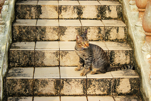 Stair Cat