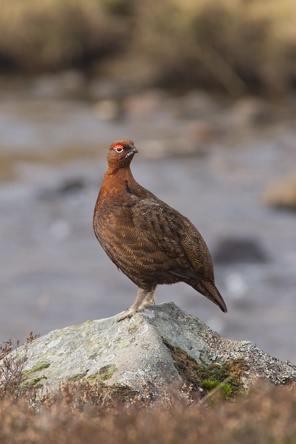 red grouse on stone 3
