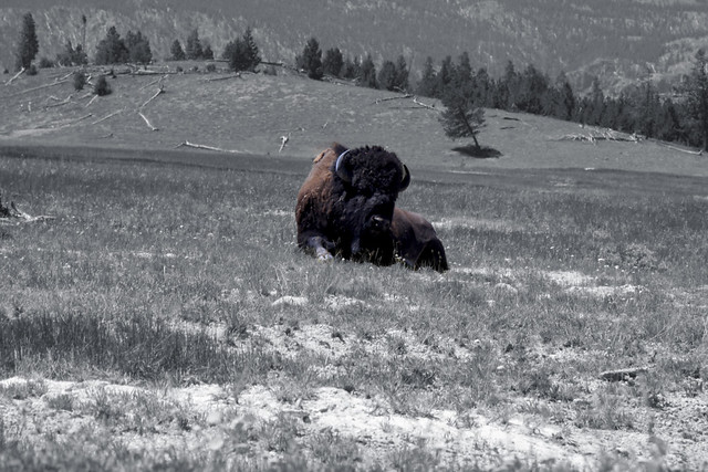 Bison resting at Yellowstone National Park, Montana, USA