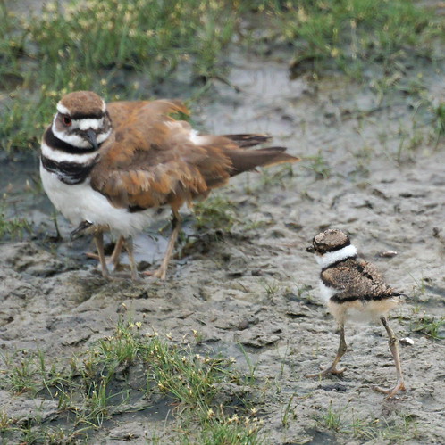 Baby Killdeer with Parent by Mike's Birds