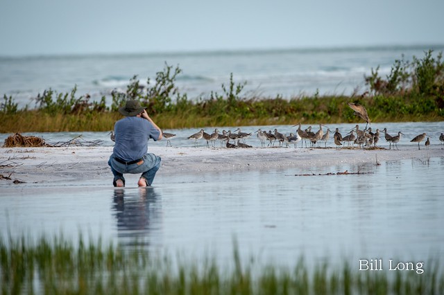 Photographing Shorebirds at Fort DeSoto in Pinellas County, IL