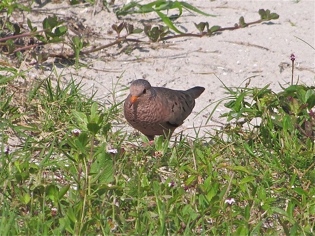 Common Ground-dove at Fort DeSoto in Pinellas County, FL
