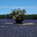 Chestnut tree in a lavender field