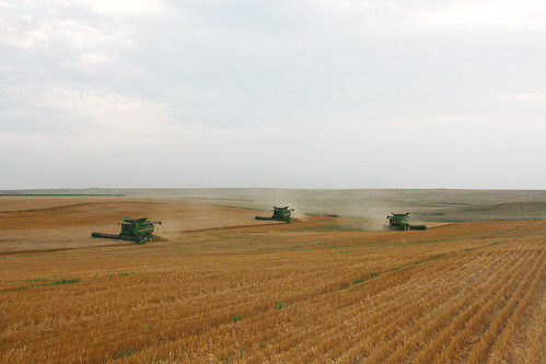 Three combines cutting in Bowdle