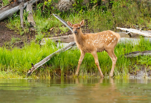 Elk calf by the Madison River by Mark/MPEG (Midwest Photography Enthusiasts Group)