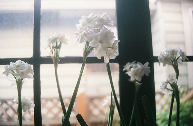 paperwhite blooms