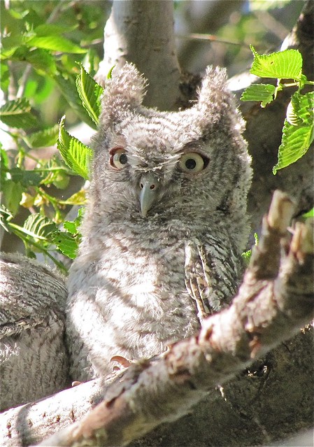 Eastern Screech-owl at Salem Ranch in Flanagan, IL 88