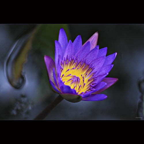 Brilliant Water Lily by -clicking-