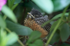 Tiny Robin, May 20, 2012 (b)