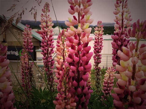 pale lupins