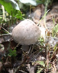 Mushroom with fluffs