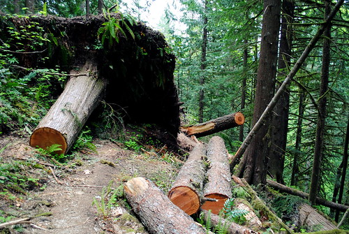 When a tree falls and blocks the trail, you have to improvise - at the Hunchback Mountain trail - Mt. Hood National Forest