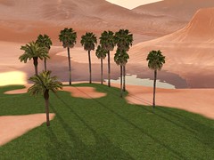 Palm Trees.jpg-large