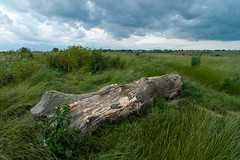 Log on Two Tree Island