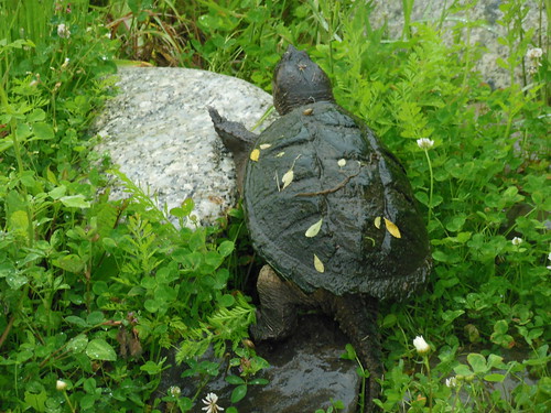 Turtle - Bangor, Maine