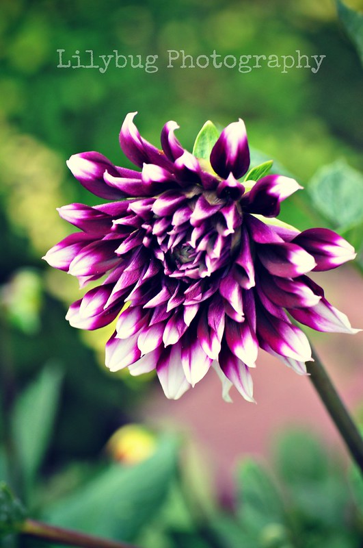 purple flower (Color)