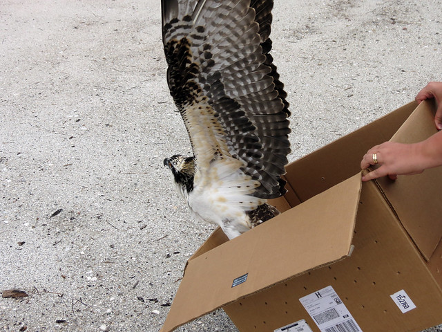 Osprey release
