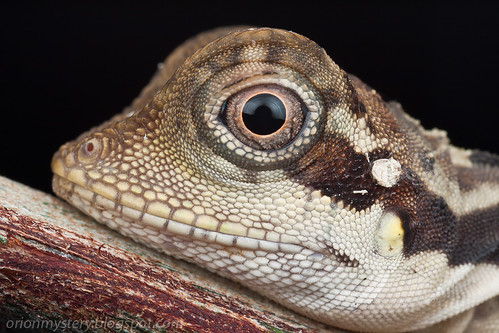 female angle head lizard, gonocephalus grandis portrait IMG_7020 copy