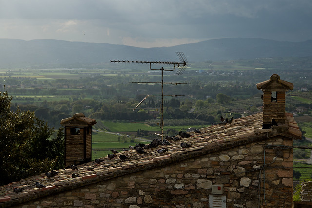 Assisi - Pigeons on a Rooftop
