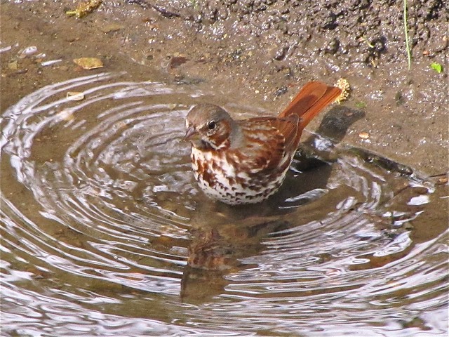 Fox Sparrow at Ewing Park 02