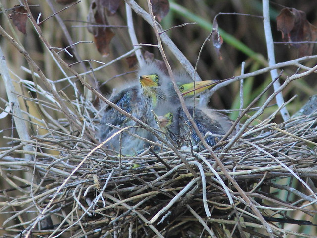 Green Heron chicks await feeding4 Nest 4HT 20120422