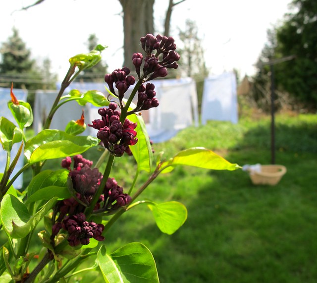 lilacs and laundry
