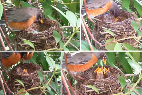 robin nest, may 5,7,9,11