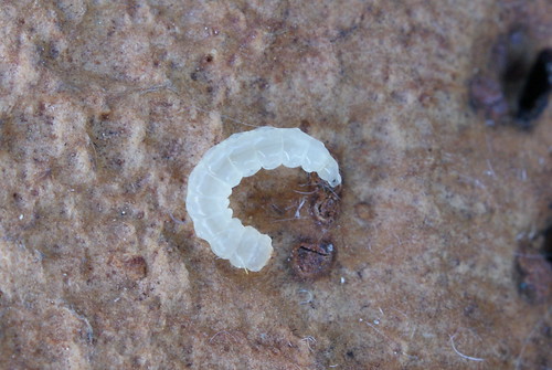Eriocrania cicatricella larva