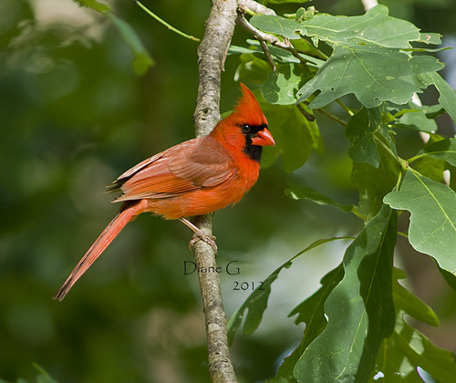 Male Cardinal  14