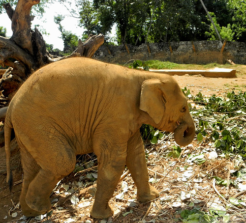 Baby Elephant -  Pinnawala (by Queenie)