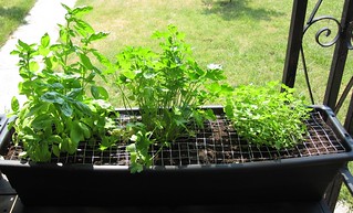 07-06-2012 Herbs - Sweet Basil, Parsley, Oregano