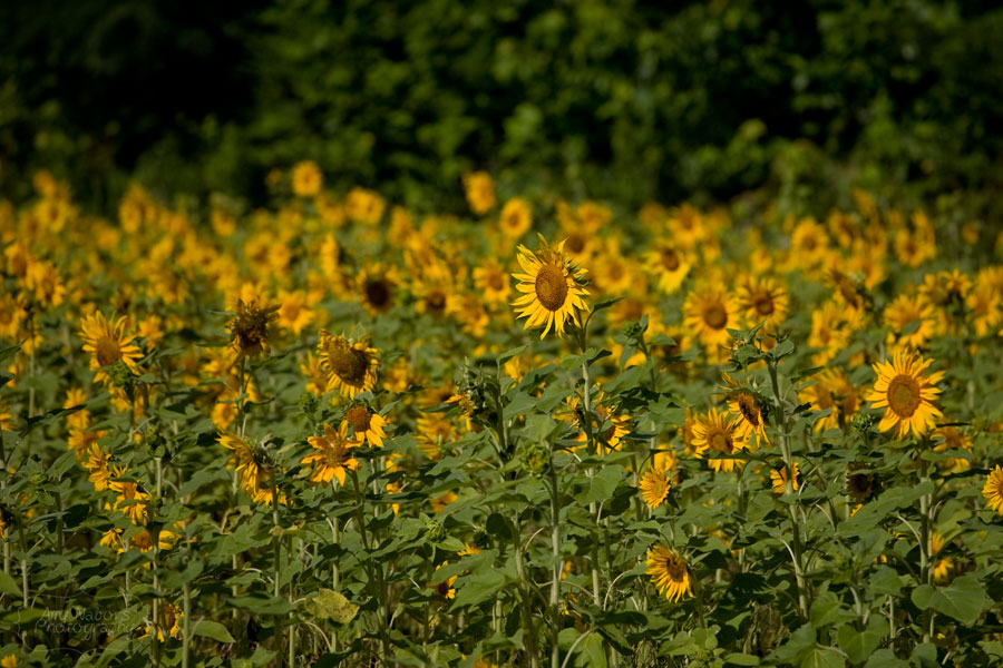 Sunflowers_Jun212012_0003