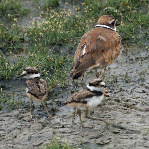 Baby Killdeer with Parent