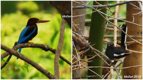 Kingfisher + Oriental Magpie Robin by McGun