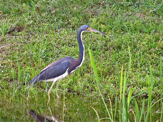 Tricolored Heron in Tampa, FL 04