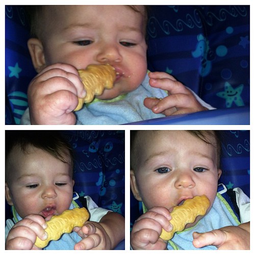 Someone had their first gerber cookie. Bless his heart he took a bite of it. He is teething so much. I think he is going to get a mouth full of teeth all at once! #instagood #cord #baby #cookie