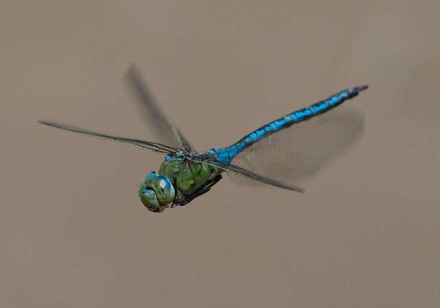 emperor draonfly in flight head on