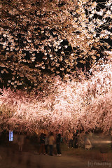 Sakura Festival 2012