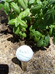 Basil Spoon Garden Marker