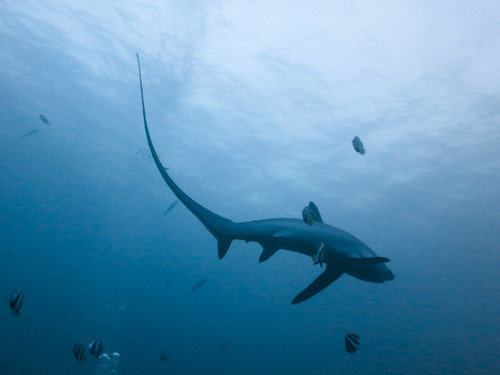 長尾鯊甩動尾巴的速度可達到每秒24公尺。（攝影：Rafn Ingi Finnsson）。