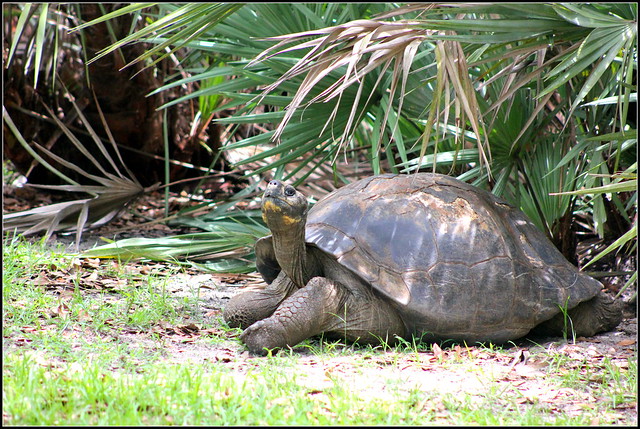 Aldabra giant tortoise (Photo credit: CC BY 2.0) - cuatrok77, flickr.com: http://bit.ly/1cFCGea)